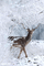 Deer in Winter - GIF animasi gratis GIF animasi