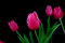 tulipani - Nemokamas animacinis gif animuotas GIF