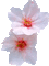 Y.A.M._Summer Flowers Decor - Безплатен анимиран GIF анимиран GIF