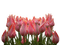 Blumen - kostenlos png Animiertes GIF