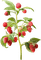 Raspberry Plant - gratis png animerad GIF