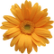 flowers autumn flower vintage kikkapink - 免费PNG 动画 GIF