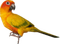 Perroquet - PNG gratuit GIF animé