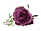 Rose violet purple lila