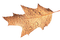 fall autumn leaf leaves feuille - png gratis GIF animado