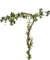 ivy - Free PNG Animated GIF