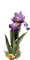 Iris.Flower.Purple.Victoriabea - nemokama png animuotas GIF