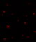 chantalmi fond noir étoile rouge - Gratis geanimeerde GIF geanimeerde GIF