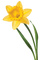 Flowers yellow bp - png gratuito GIF animata