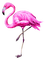 Flamingo.Pink - darmowe png animowany gif
