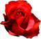 Rose.Red - png gratuito GIF animata
