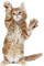 Gato - Ücretsiz animasyonlu GIF animasyonlu GIF