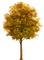 träd-höst---tree-autumn - zadarmo png animovaný GIF