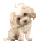 Animated White Dog Chien - Free animated GIF Animated GIF