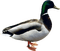 Kaz_Creations Duck - gratis png geanimeerde GIF