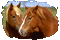 chevaux - 無料のアニメーション GIF アニメーションGIF