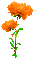 Animated.Flowers.Orange - By KittyKatLuv65 - GIF เคลื่อนไหวฟรี GIF แบบเคลื่อนไหว