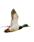canard - Free PNG Animated GIF