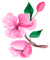 aquarelle,  fleur, Orabel - zdarma png animovaný GIF