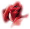 Róża tube1