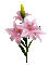 pink flower-fleur lys