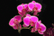 orchidée - Besplatni animirani GIF animirani GIF