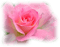 rose rose.Cheyenne63 - besplatni png animirani GIF