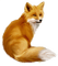 Kaz_Creations Fox - безплатен png анимиран GIF