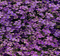 purple flowers background - GIF animé gratuit GIF animé