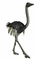 ostrich - Animovaný GIF zadarmo animovaný GIF