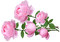 kukka flower fleur ruusu rose
