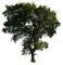 TREES__ARBRES__Blue DREAM 70 - bezmaksas png animēts GIF