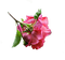 rose - zadarmo png animovaný GIF