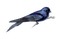 kikkapink winter bird blue deco - ücretsiz png animasyonlu GIF