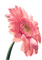 rosado - besplatni png animirani GIF