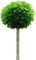 Baum - nemokama png animuotas GIF