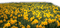 Rena Narzissenwiese Narzissen yellow Flowers - δωρεάν png κινούμενο GIF