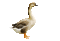 Bird.Duck.Canard.Oie.goose.Pato.Victoriabea
