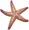 Kaz_Creations Starfish - ücretsiz png animasyonlu GIF