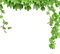 Vine-RM - Free PNG Animated GIF