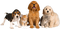 perros - gratis png geanimeerde GIF