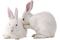 rabbit katrin - png gratis GIF animado