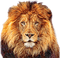lion - δωρεάν png κινούμενο GIF
