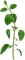 Green Plant - PNG gratuit GIF animé