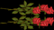 rosas - Бесплатный анимированный гифка анимированный гифка