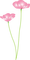 2 Coquelicots roses Debutante nature fleurs pink poppy pink flower - PNG gratuit GIF animé