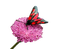 papillon - безплатен png анимиран GIF