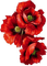 Blumen, Mohn, Flowers, Poppy - darmowe png animowany gif