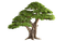 tree - png gratuito GIF animata