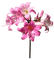 belladonna, kukka, fleur, flower - ilmainen png animoitu GIF